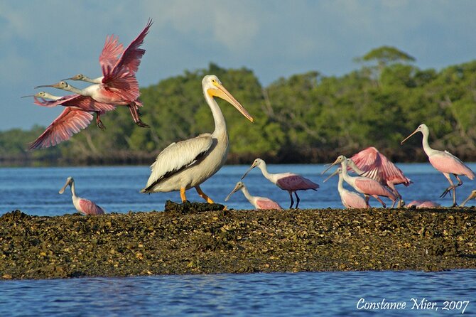 Everglades National Park Dolphin, Birding and Wildlife Boat Tour (2 Hours) - Onboard Facilities