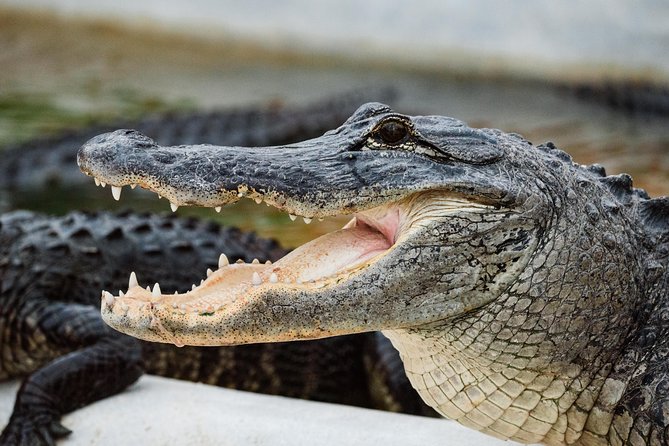 Everglades VIP Airboat Tour With Transportation Included - Transportation Details