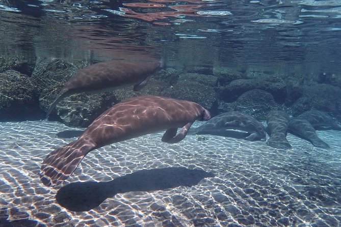 Exclusive Small Group VIP Heated Manatee Snorkel Tour - Cancellation Policy and Traveler Photos