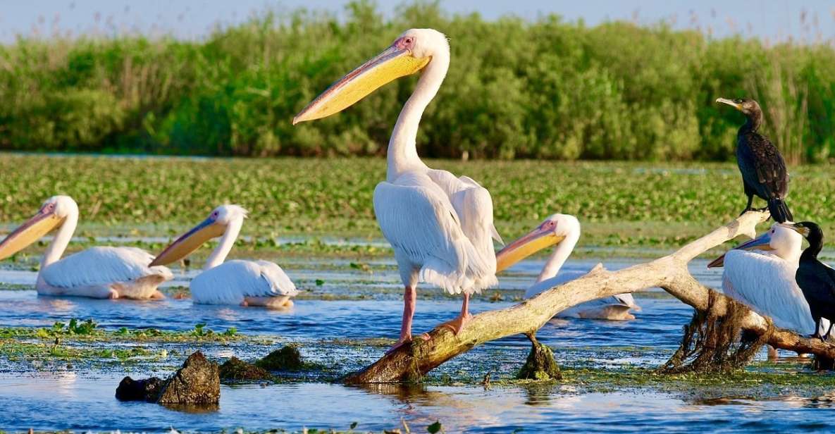 Explore Danube Delta and Black See in 2 Day Private Tour - Day One Itinerary