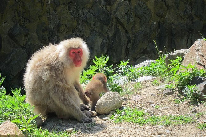 Explore Jigokudani Snow Monkey Park With a Knowledgeable Local Guide - Booking Details and Pricing