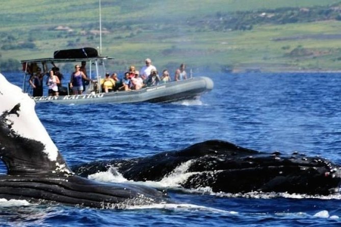Eye-Level Whale Watching Eco-Raft Tour From Lahaina, Maui - Customer Reviews
