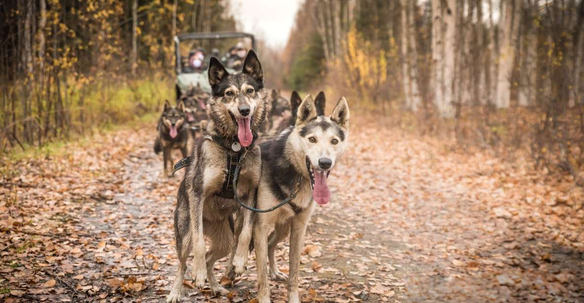 Fairbanks: Fall Cart Adventure Pulled by a Sled Dog - Fall Mushing Tour Information