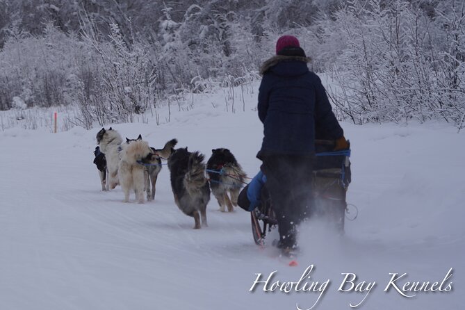Fairbanks Private Dog Sled Excursion (Mar ) - Experience Details