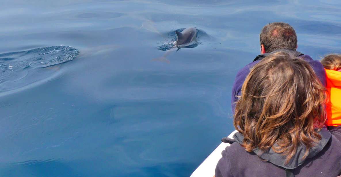 Faro: Dolphin and Wildlife Watching in the Atlantic Ocean - Important Information