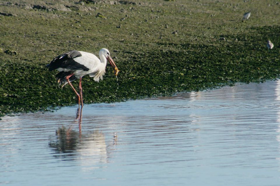 Faro: Eco-Friendly Ria Formosa Bird Watching in Solar Boat - Inclusions