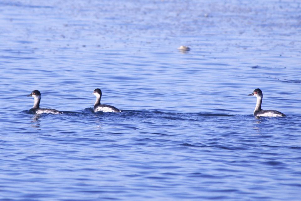 Faro: Pudim Real Boat Tours 6h Ria Formosa Boat Tour - Inclusions and Accessibility Information