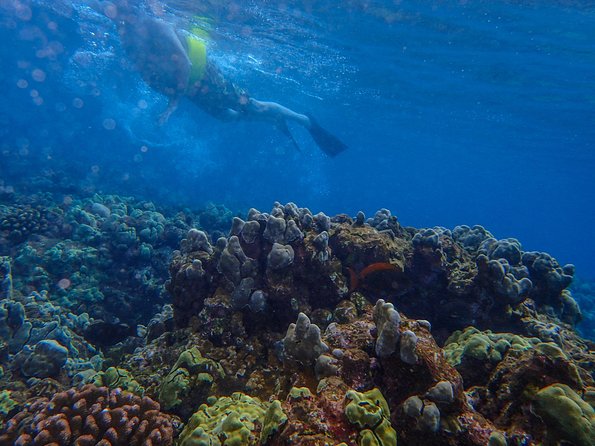 Four Winds II Molokini Snorkeling Tour From Maalaea Harbor - Additional Information