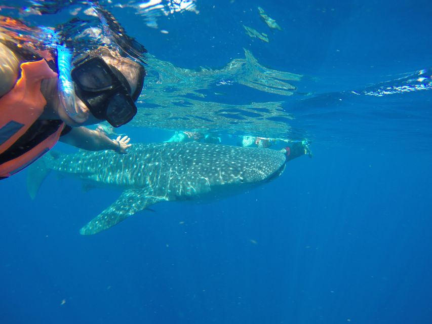 From Akumal: Whale Shark Tour - Activity Inclusions