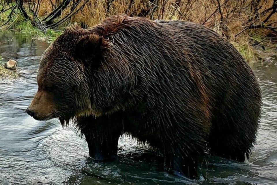 From Anchorage: Wilderness, Wildlife, & Glacier Experience - Tour Description