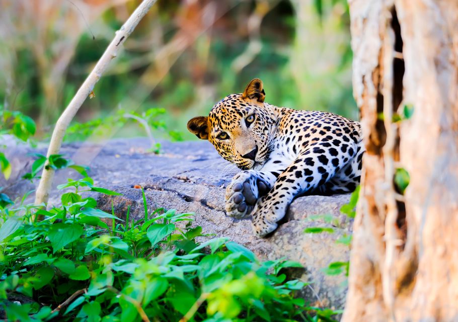 From Anuradhapura: Full-Day Wilpattu National Park Safari - Wildlife Spotting Opportunities
