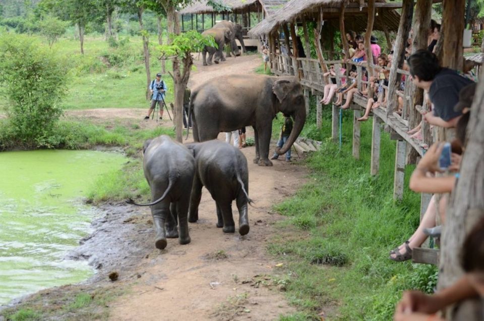 From Bangkok: ElephantsWorld Kanchanaburi 2-Day Experience - Highlights of the Activity