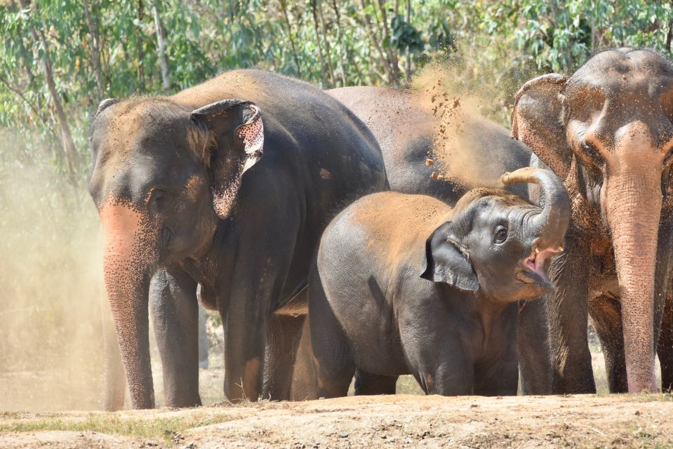 From Bangkok: Wildlife Rescue and Elephant Rescue Tour - Transportation Information