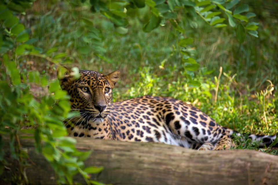 From Bentota: Full-Day Yala National Park Safari Tour - Highlights of the Activity