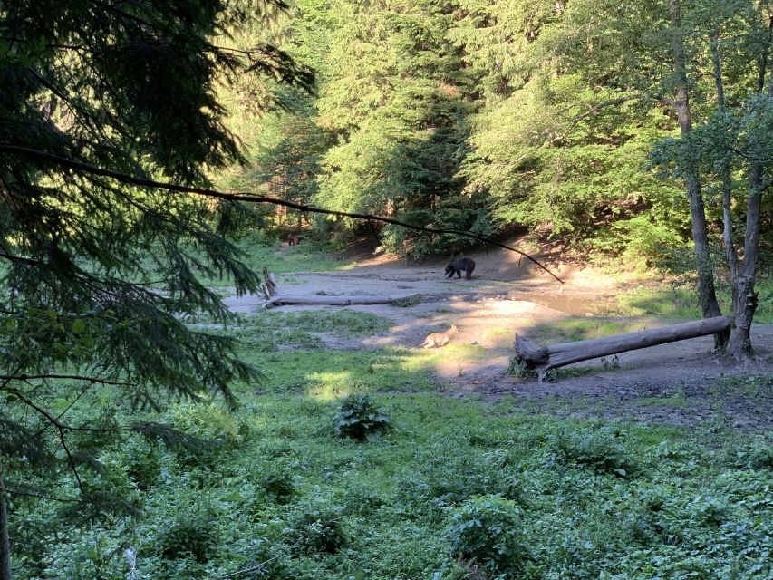 From Brasov: Bear Watching in the Wild - Activity Highlights