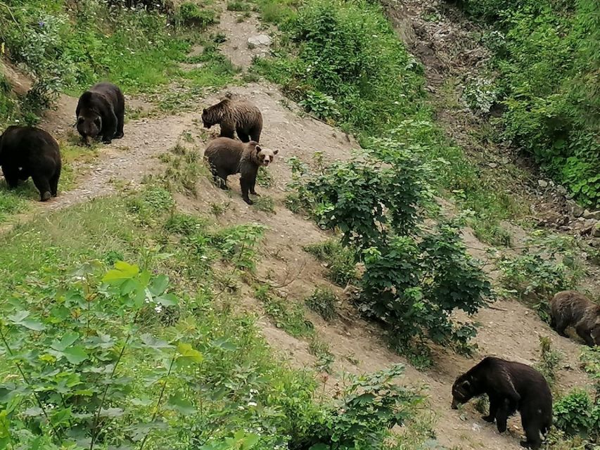 From Brasov: Small-Group Bear Watching Experience - Highlights