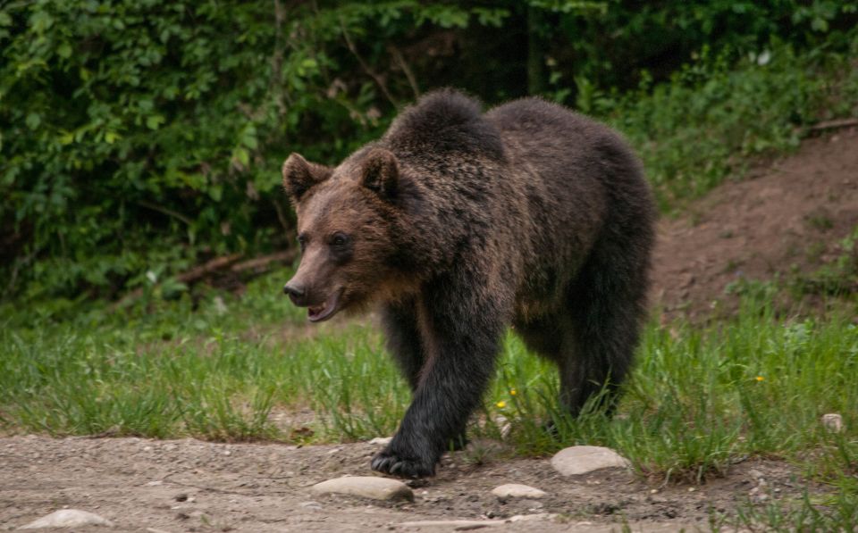 From Brasov: Small-Group Brown Bear Watching Tour - Tour Experience Highlights