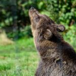 3 from bucharest bear sanctuary and dracula castle day tour From Bucharest: Bear Sanctuary and Dracula Castle Day Tour
