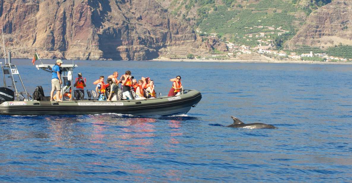 From Calheta: Madeira Whale and Dolphin Watching Boat Tour - Review Summary