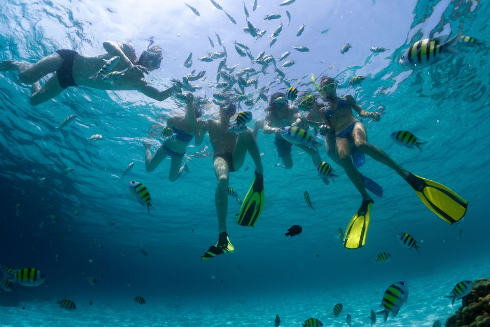 From Cancún: Cozumel Snorkeling Tour - Customer Reviews
