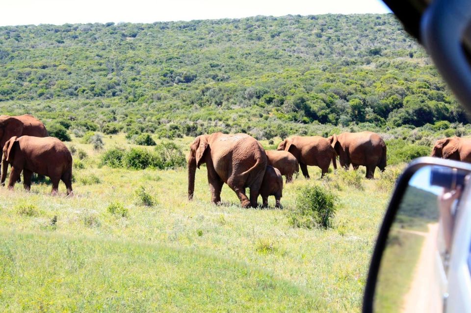 From Cape Town: 5-Day Best of Garden Route and Addo Safari - Day 2: Oudtshoorn Exploration