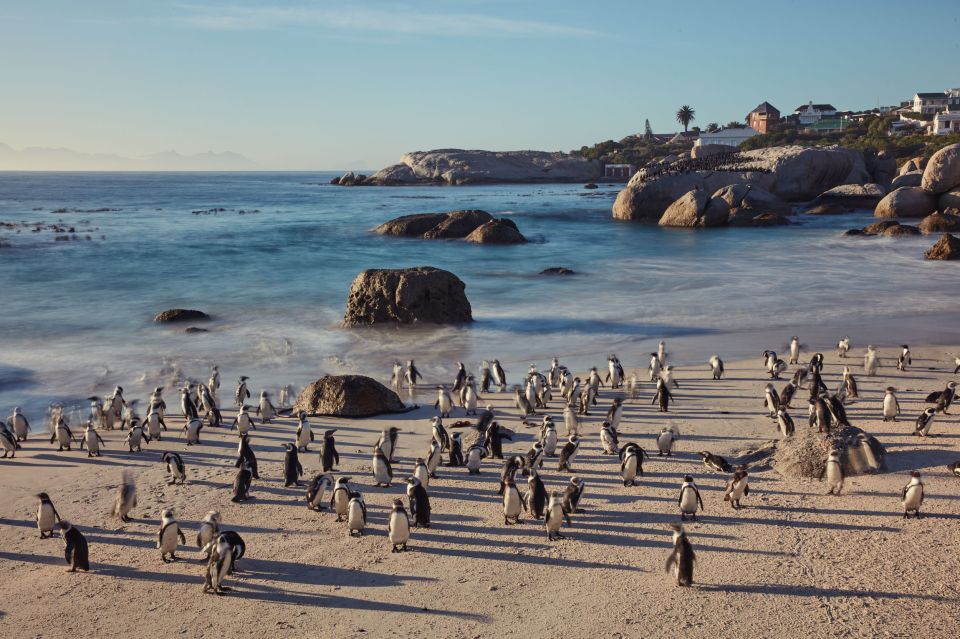 From Cape Town: Cape Point and Boulders Beach Full-Day Tour - Tour Description