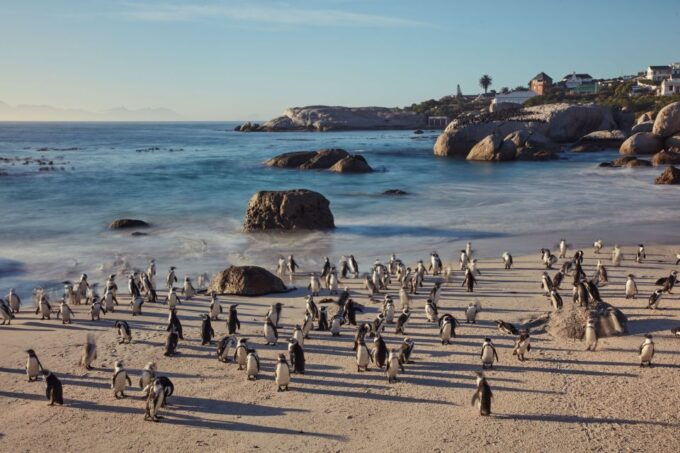 From Cape Town: Cape Point and Boulders Beach Full-Day Tour - Tour Description