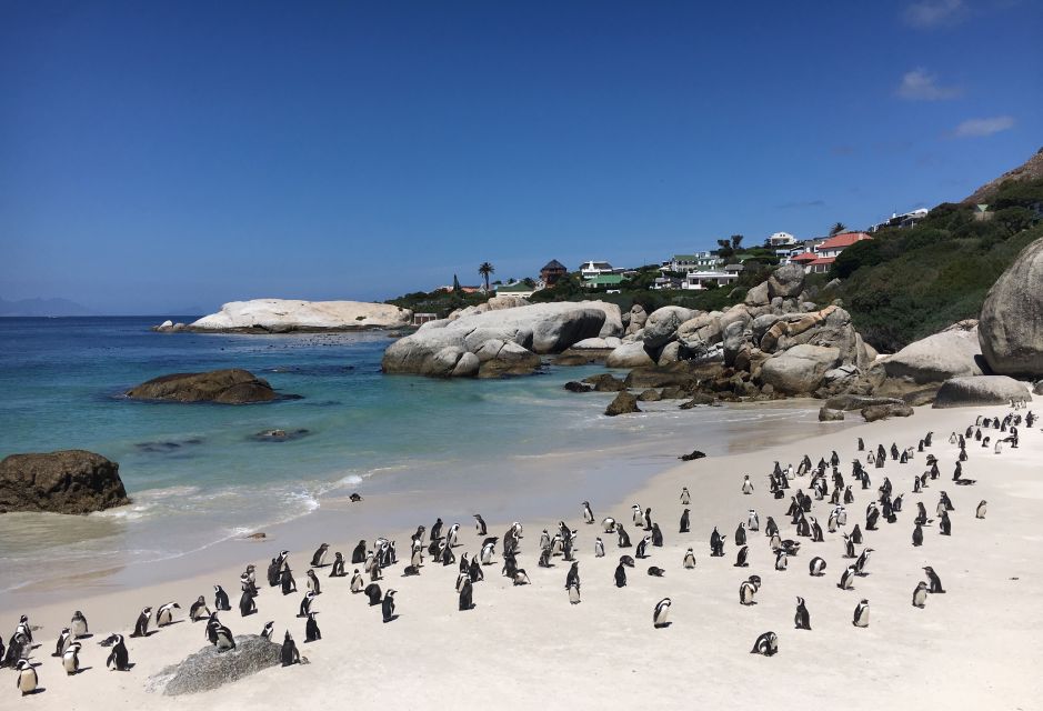 From Cape Town: Cape Point, Penguins And Wine Tasting Tour - Detailed Description