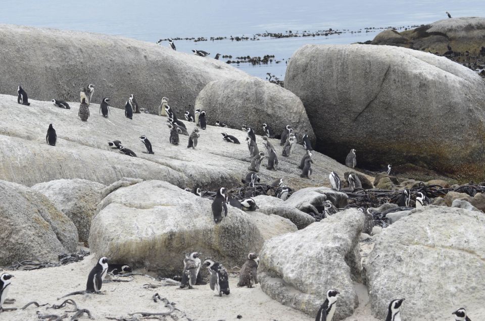 From Cape Town: Half-Day Boulders Beach and Penguins Tour - Scenic Chapmans Peak Drive
