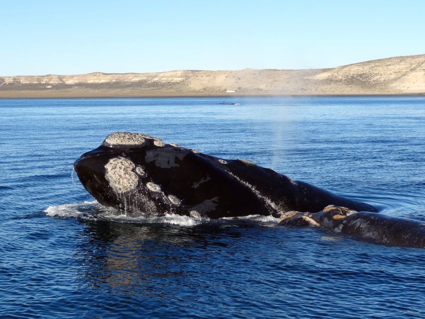 From Cape Town: Whale Watching Tour in Hermanus and Gansbaai - Review Summary