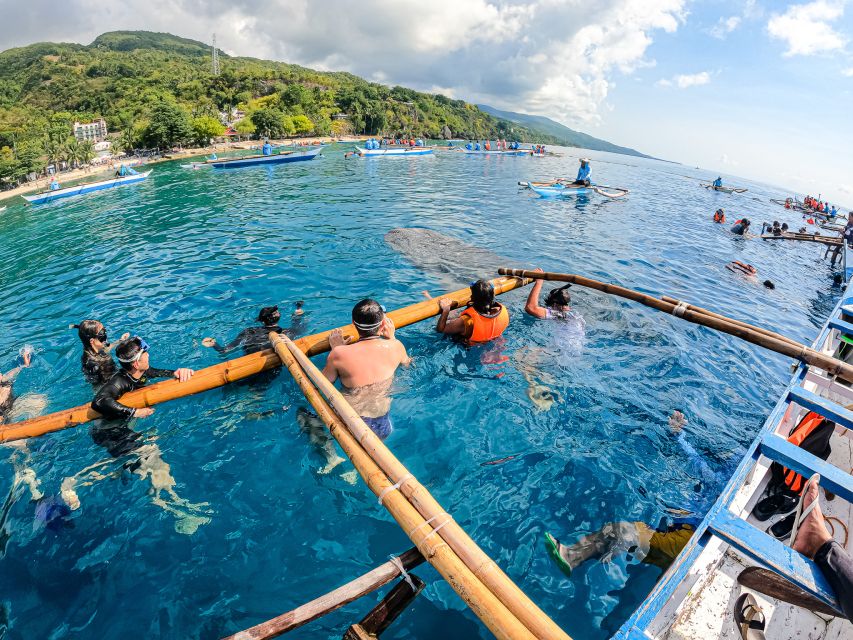 From Cebu: Oslob Whale Shark Snorkeling and Canyoning Tour - Customer Reviews
