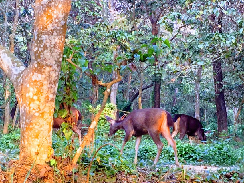 From Chitwan : Jeep Safari,Canoeing,Forest Walk Day Tour - Background Information