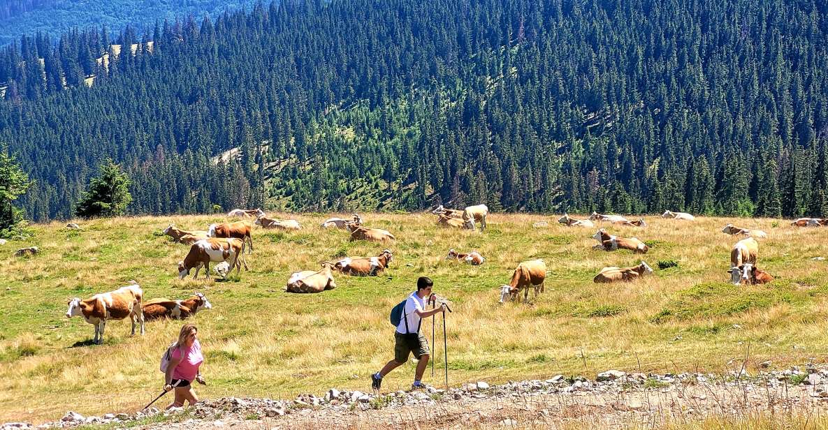 From Cluj-Napoca: Day Hike to Vlădeasa Peak - Location Information