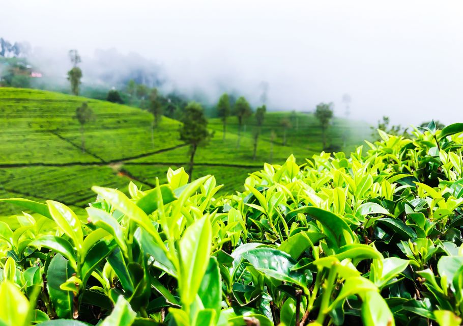 From Colombo: 2-Day All-Inclusive Kandy & Nuwara Eliya Tour - Experience Highlights