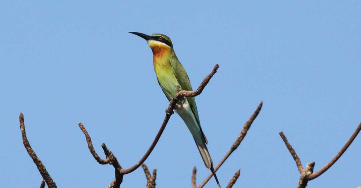 From Colombo: Muthurajawela Sanctuary Bird Watching Tour - Muthurajawela Bird Sanctuary