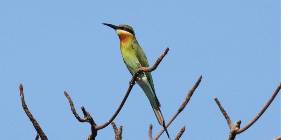 From Colombo/Negombo: Muthurajawela Bird Watching Day Trip - Full Activity Description