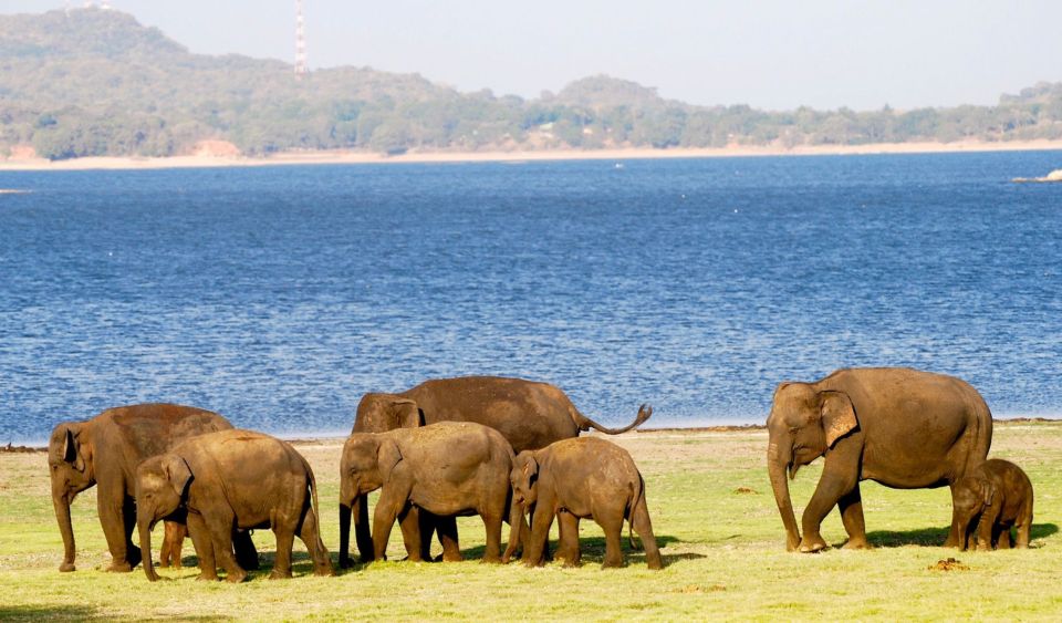 From Colombo: Private Minneriya National Park Day Safari - Cancellation Policy