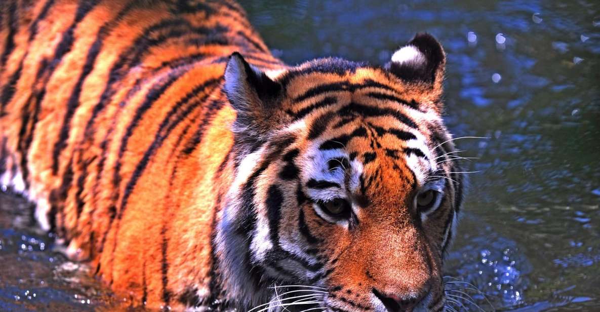 From Delhi: 5-Day Tiger Safari & Golden Triangle Tour - Tour Locations and Highlights