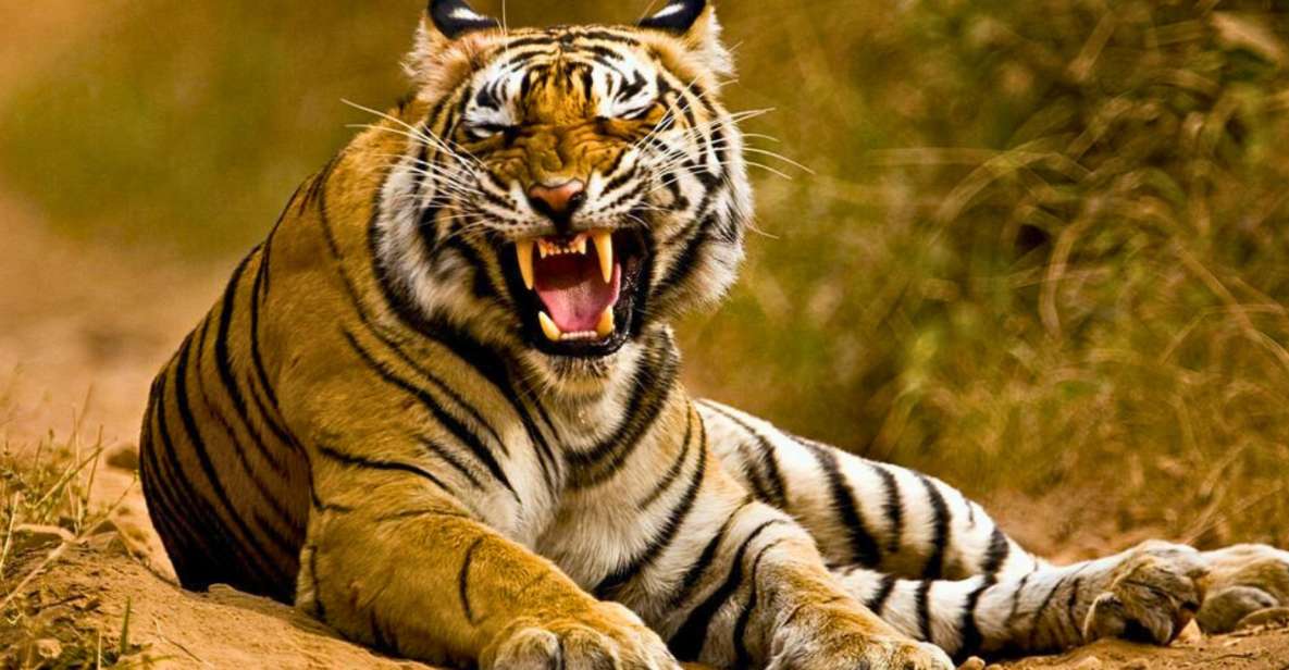 From Delhi: 5-Days Golden Triangle Tour With Tiger Safari - Live Tour Guides and Group Size