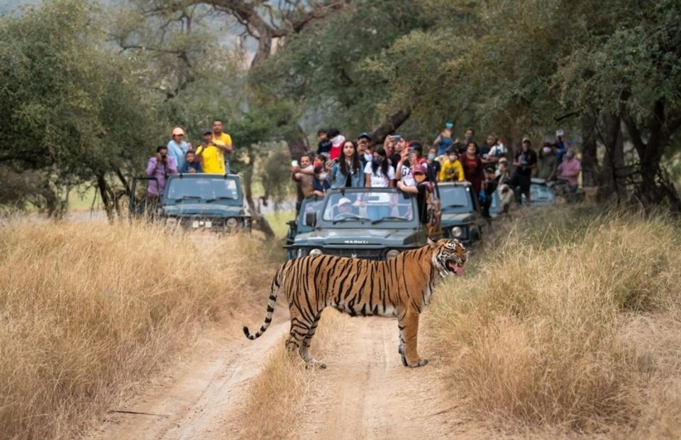 From Delhi: 6-Day Golden Triangle & Ranthambore Tiger Safari - Inclusions