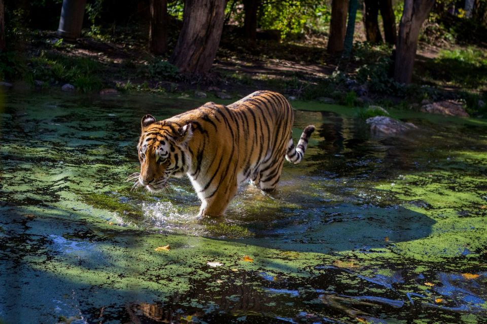 From Delhi: Golden Triangle Private Tour With Tiger Safari - Inclusions: Guide, Transport, and Accommodation