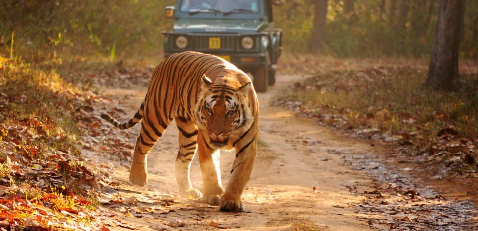 From Delhi: Private 3-Day Ranthambore Wildlife Safari Tour - Itinerary Highlights