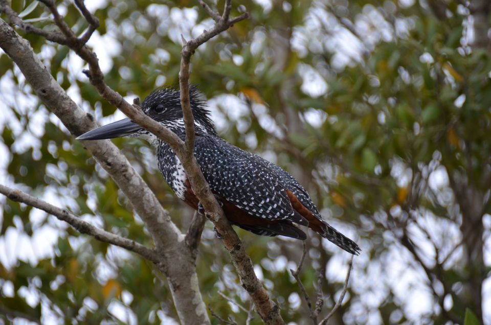 From Durban: St. Lucia Wetlands Boat Ride