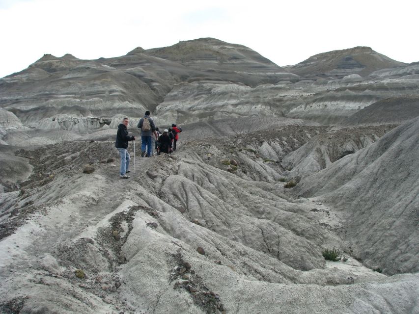 From El Calafate: La Leona Petrified Forest Tour - Tour Highlights