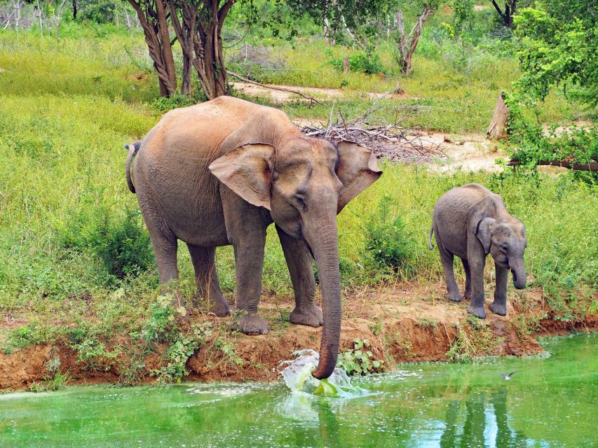 From Ella: All Inclusive Udawalawe National Park Safari - Safari Guide and Wildlife Encounters