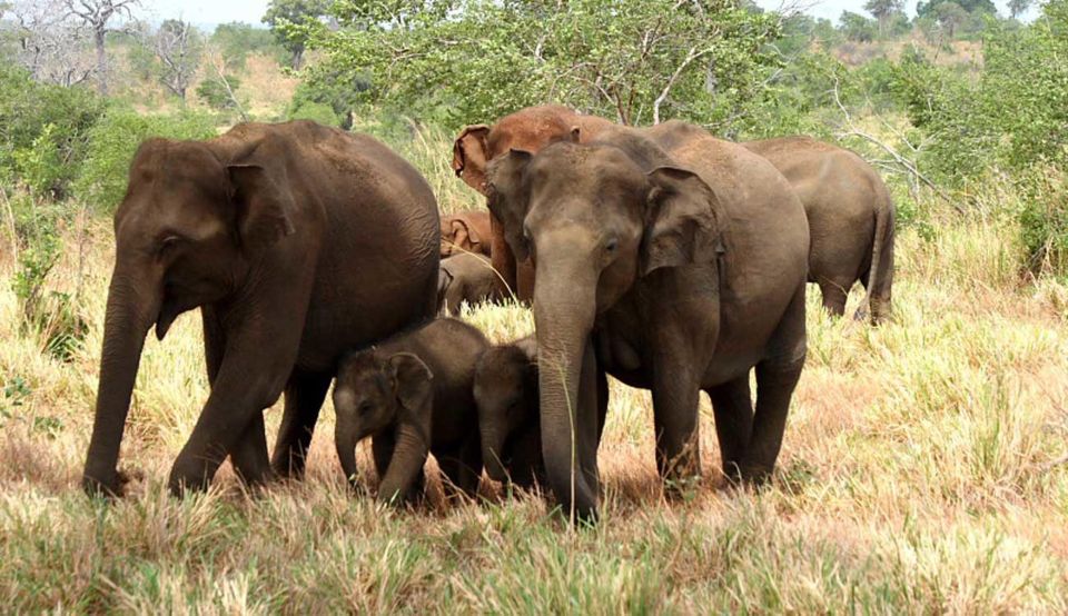 From Ella :- Udawalawa Safari & Elephant Transit Home Tour - Safari Experience in Udawalawe National Park