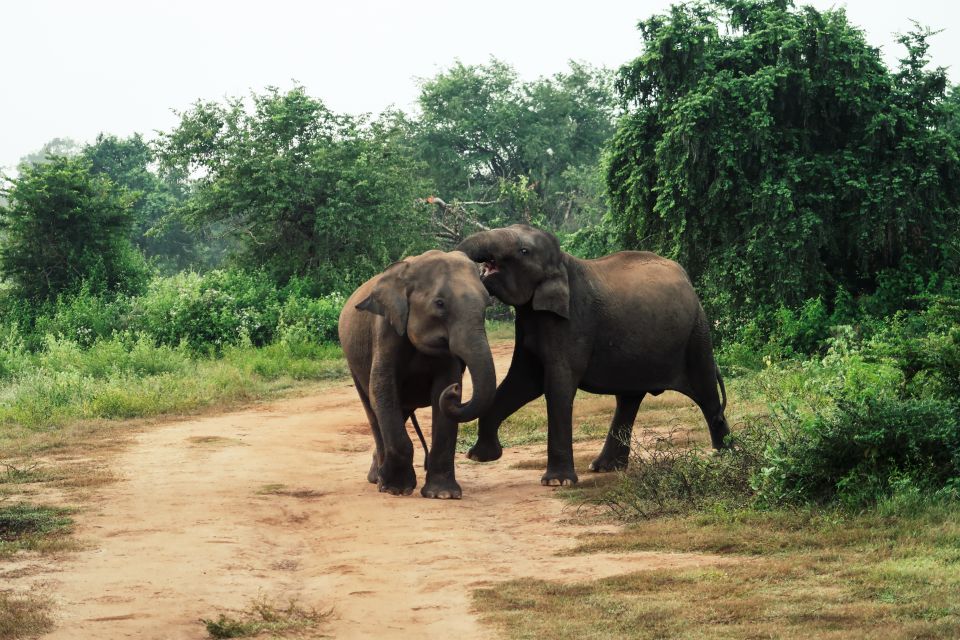 From Ella: Udawalawe Safari With Elephant Transit Home - Key Points