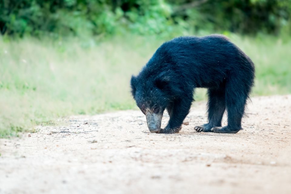 From Ella : Yala National Park Safari Tour - Yala National Park Experience