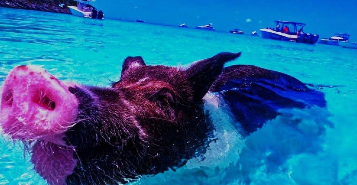 From Exuma: Private Swimming Pigs Tours - Exuma, Bahamas - Inclusions and Exclusions