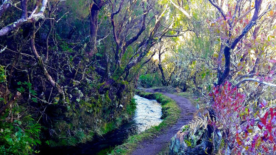 From Funchal: Madeira Lakes Levada Guided Hike - Review Summary